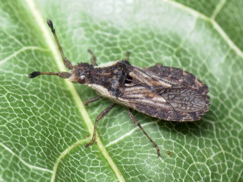 Spathocera dalmanii (Schilling, 1829)